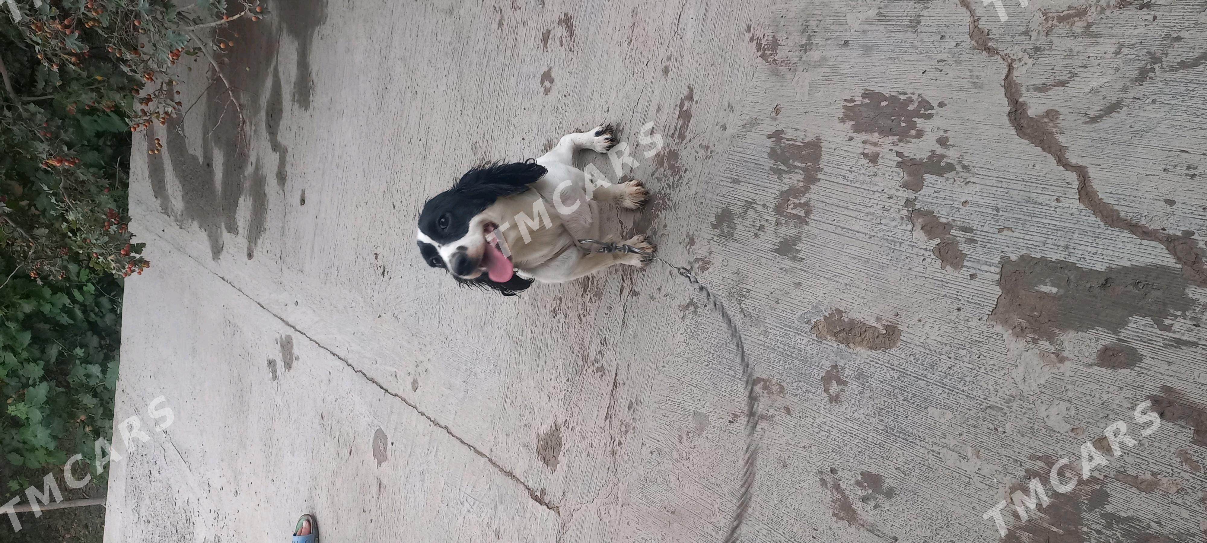 Arassa  rus spaniel - Дашогуз - img 6