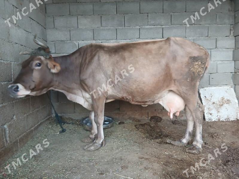tuwe gsgyr - Бузмеин - img 2