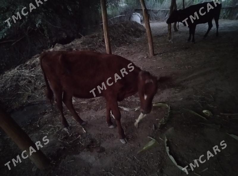 sygyr - Gubadag - img 2