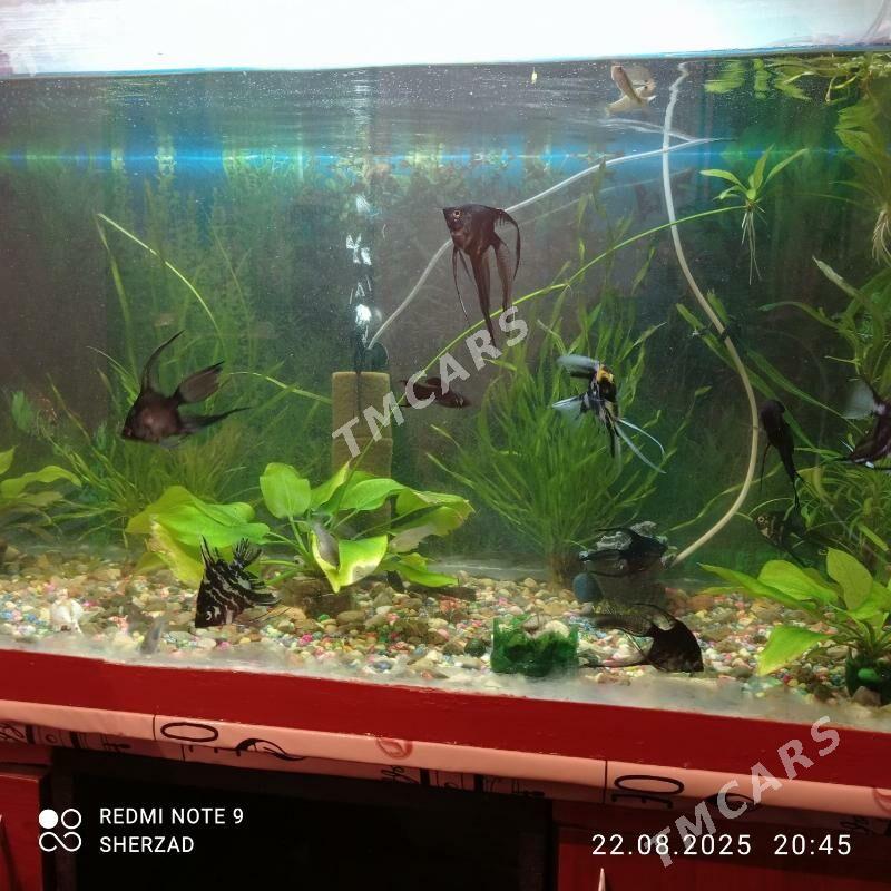akvarium balyklar - Дашогуз - img 3