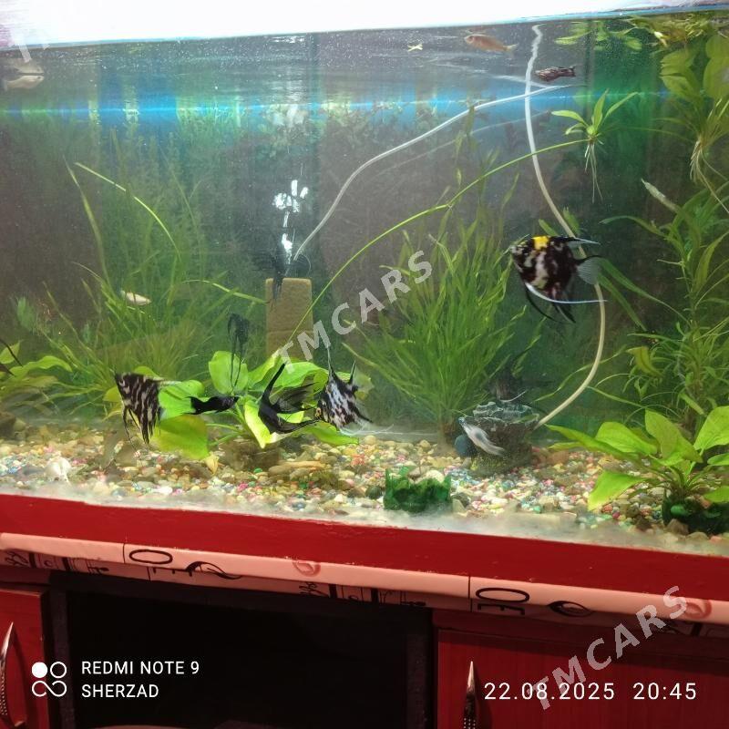 akvarium balyklar - Дашогуз - img 2