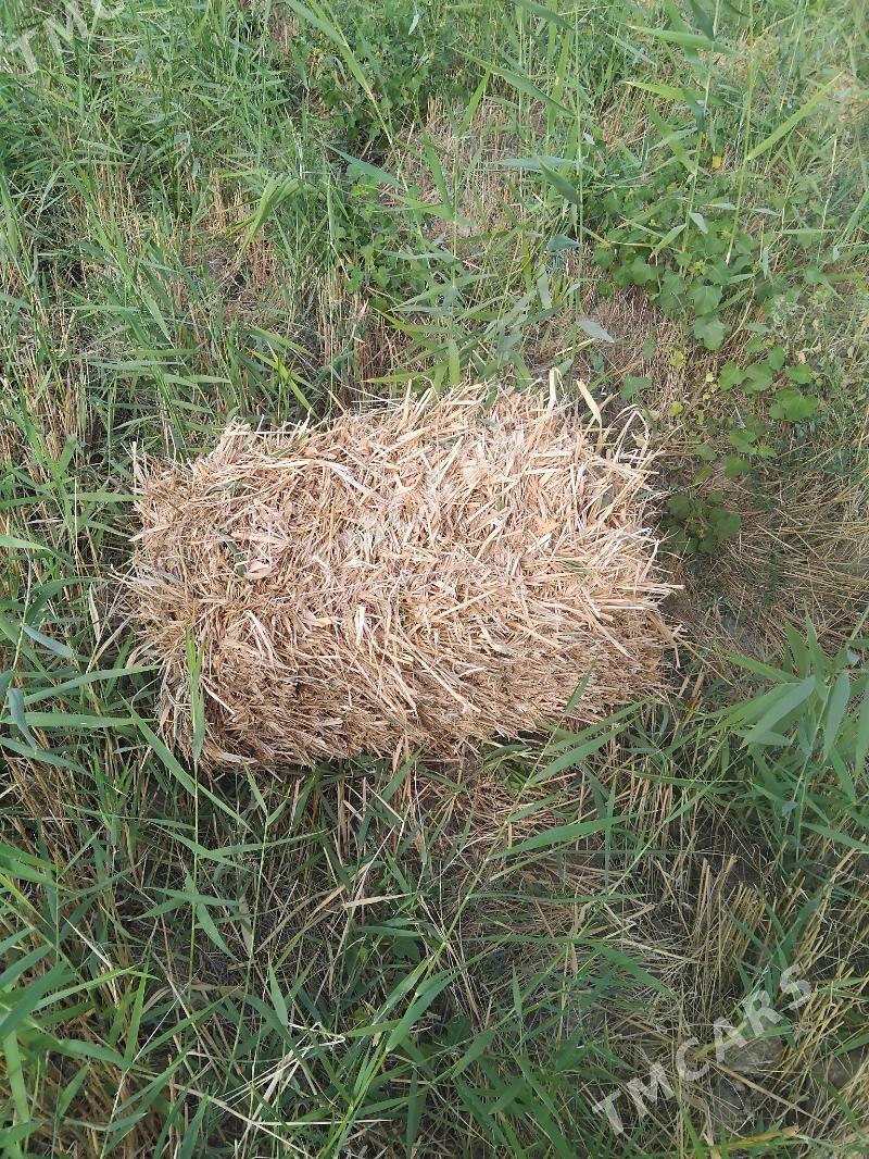 gamyş pires - Ak bugdaý etraby - img 2