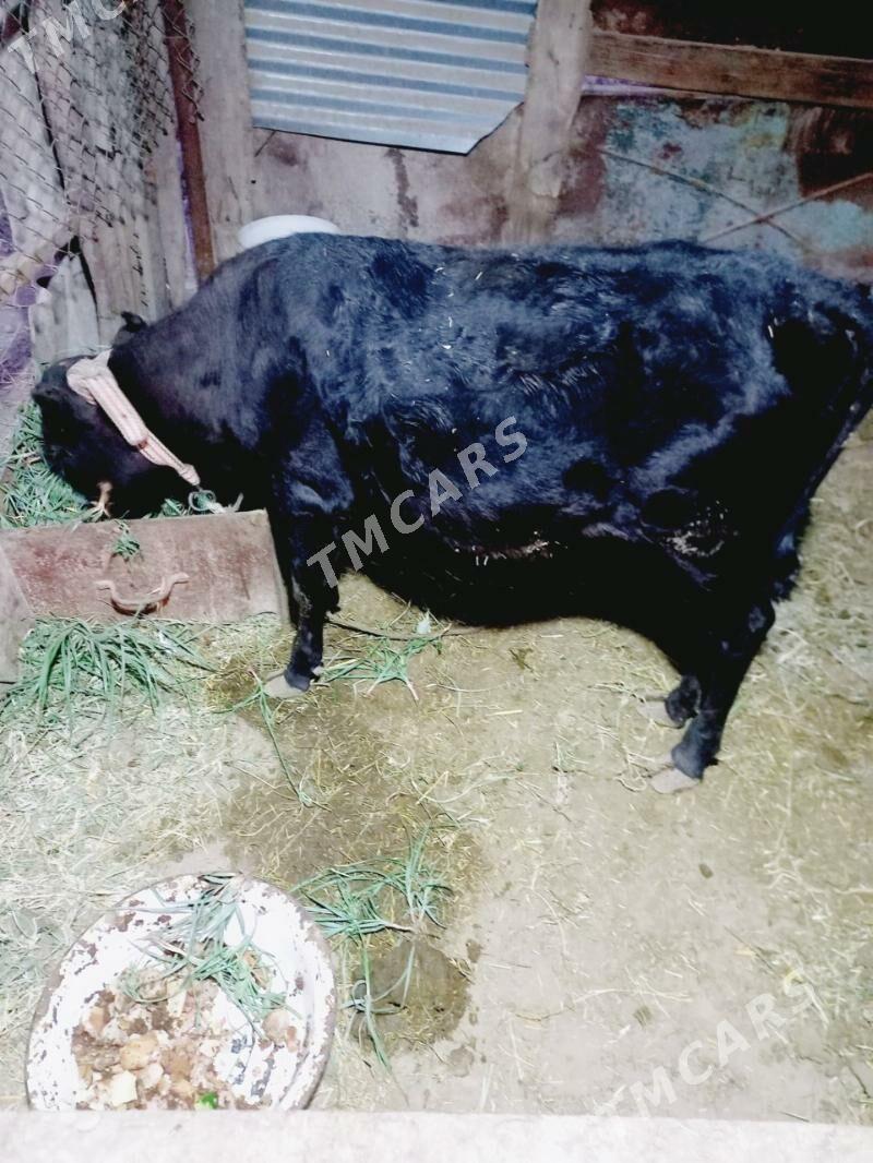 gulajyn gole - Mary - img 2