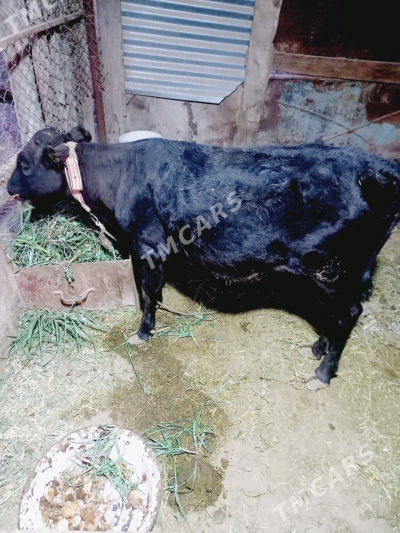 gulajyn gole - Mary - img 1