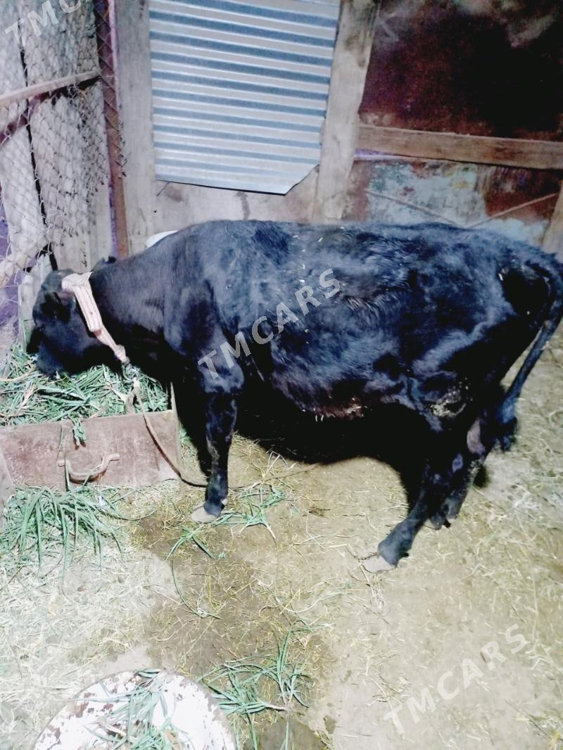 gulajyn gole - Mary - img 3
