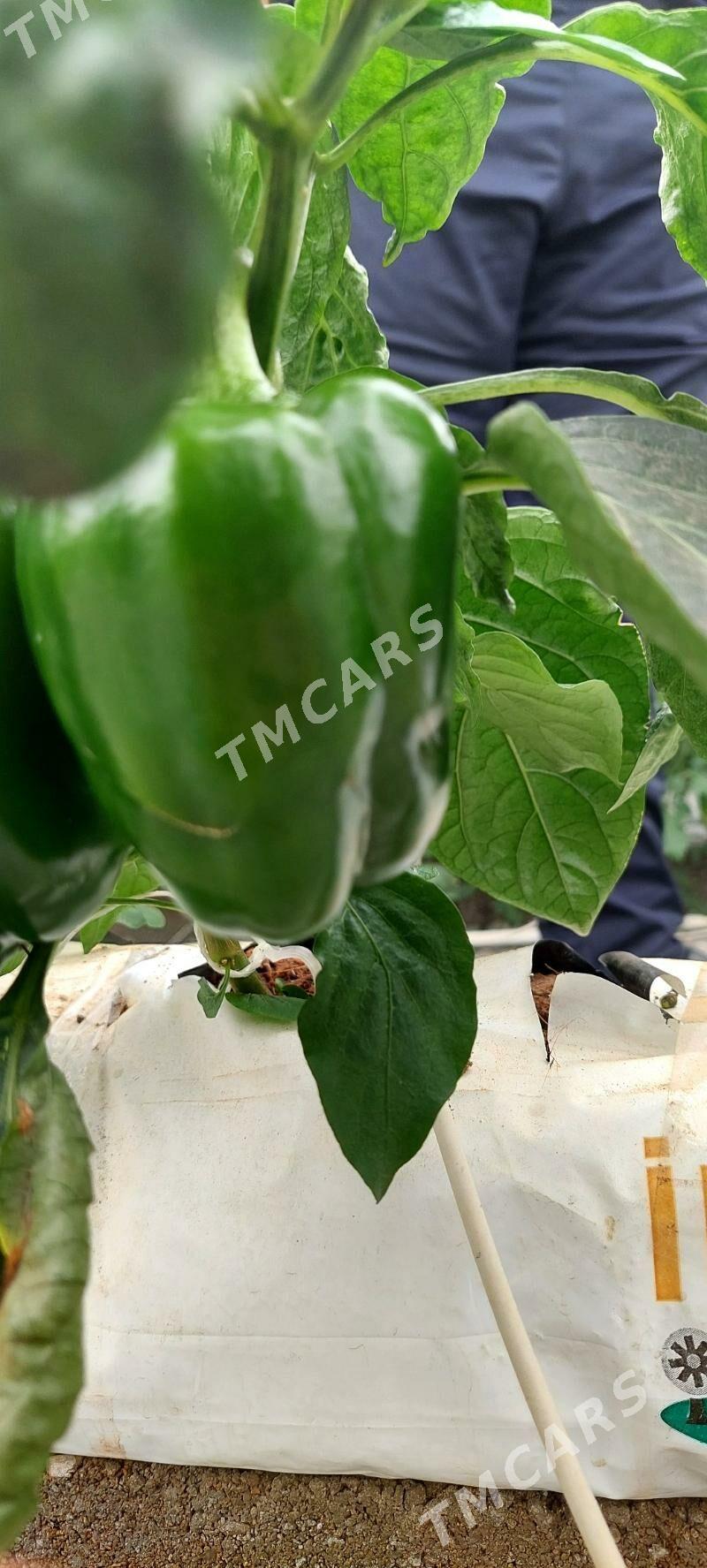 теплица/teplissa/teplisa - Aşgabat - img 3