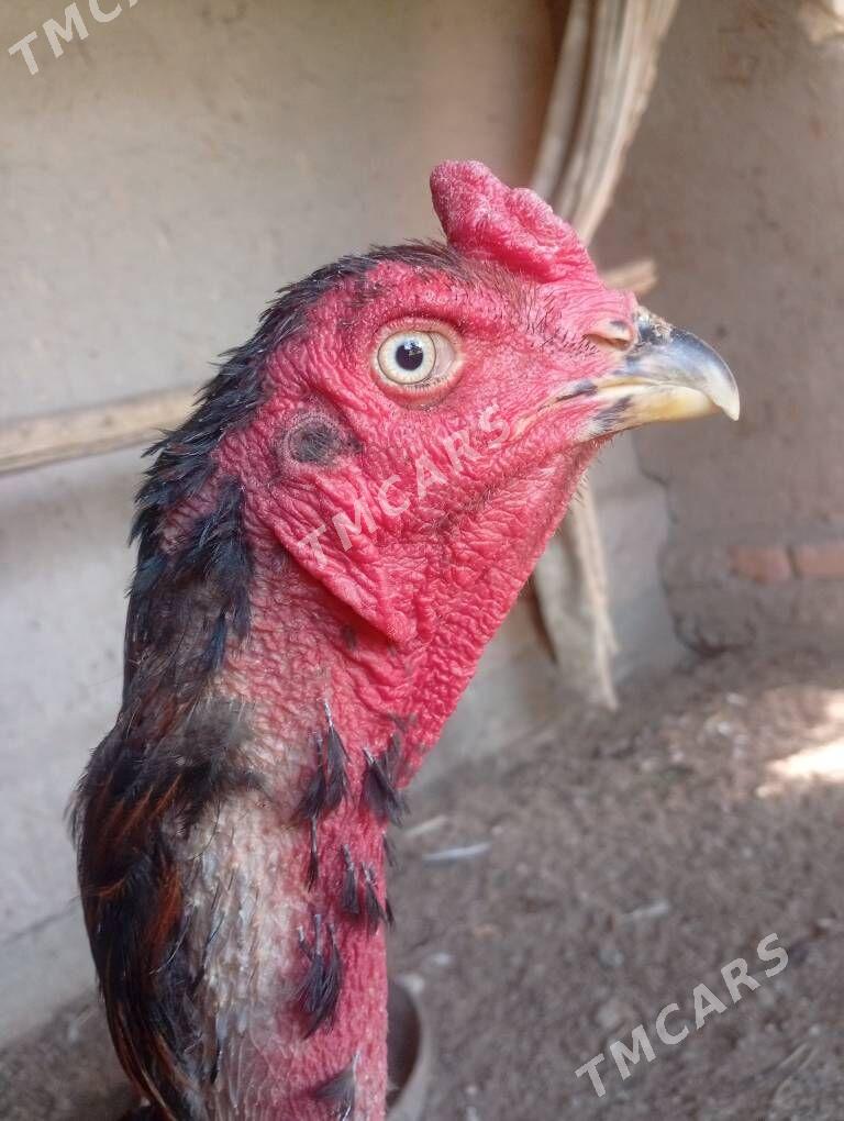 horaz - Şabat etr. - img 2