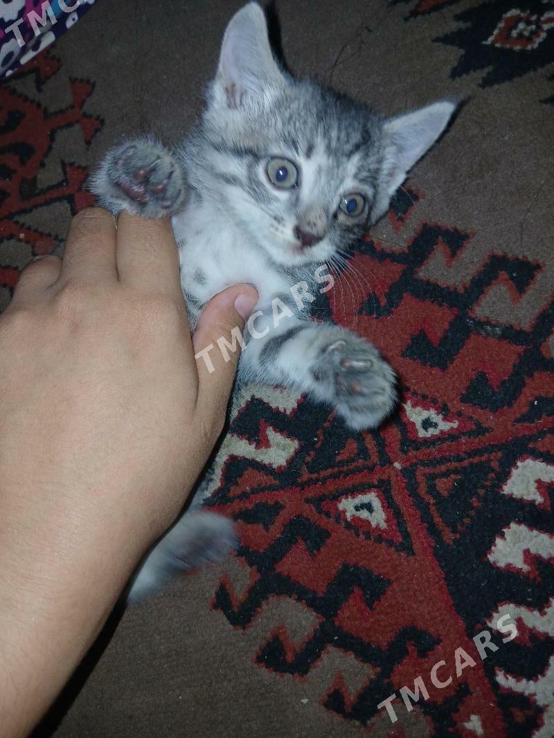 котята - Çärjew - img 6