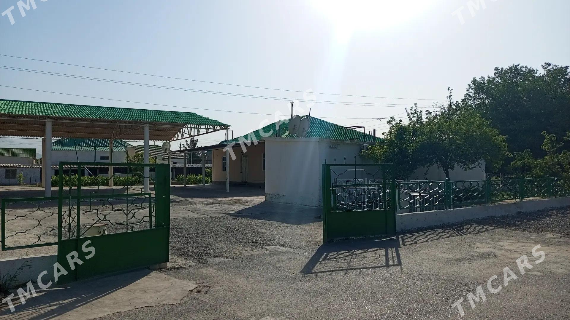 satlyk taýyn mellek jay - Gypjak - img 2