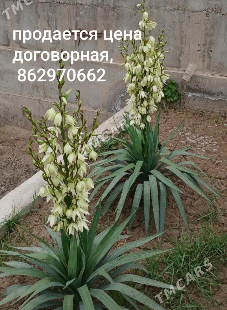 ворота - Туркменабат - img 3