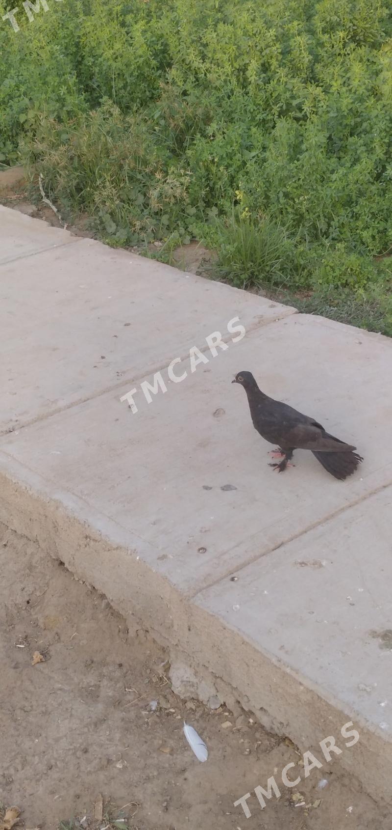 kepder - Aşgabat - img 3