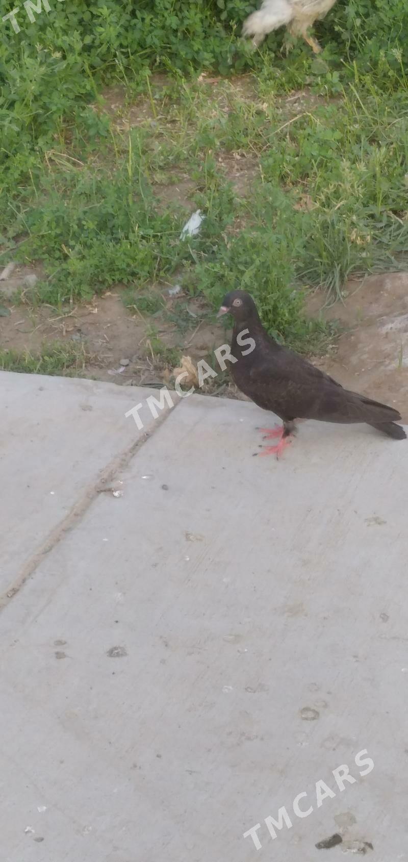 kepder - Aşgabat - img 6
