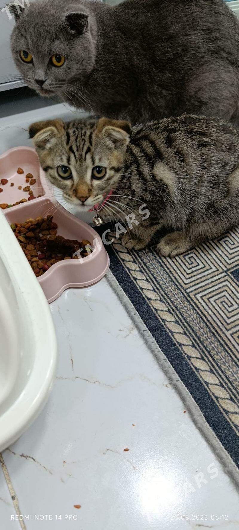 кошка - Aşgabat - img 3