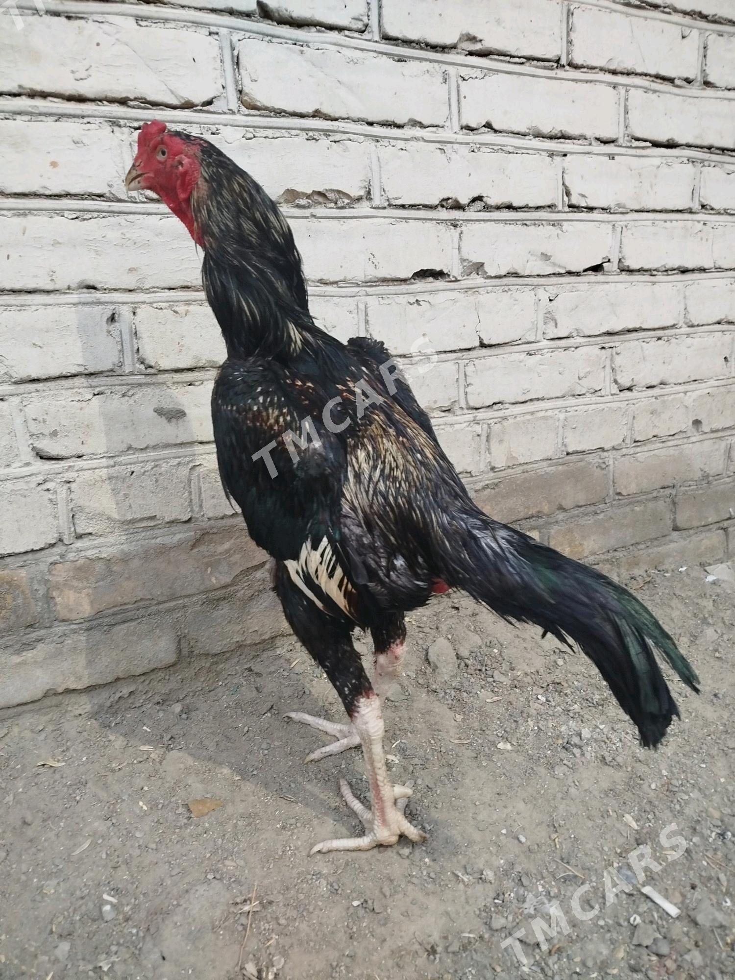 Baŷes horaz - Türkmenabat - img 2