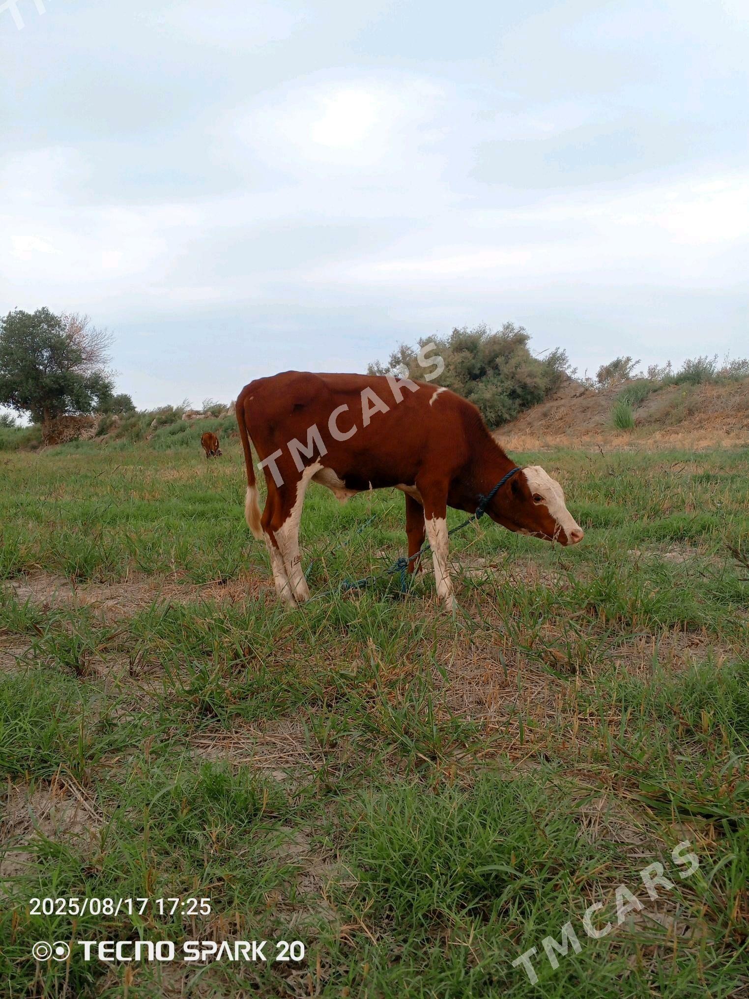 okuzcelar - Farap - img 2