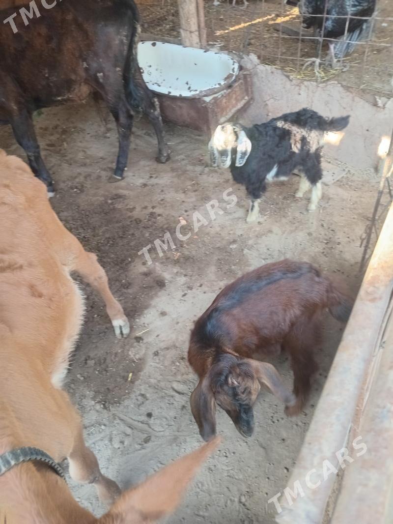 geçiler - Türkmenabat - img 2