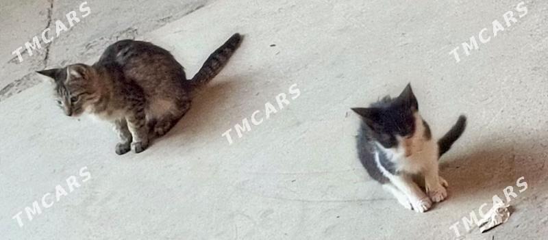 котята - Дашогуз - img 3