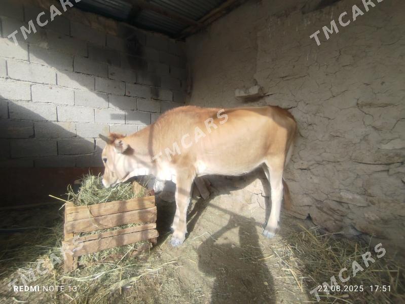 Tuwe tohym mal 2 yasapgecen - Бахарден - img 2