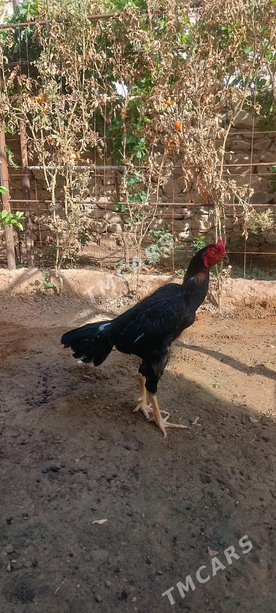 Tasgent horaz - Jebel - img 2