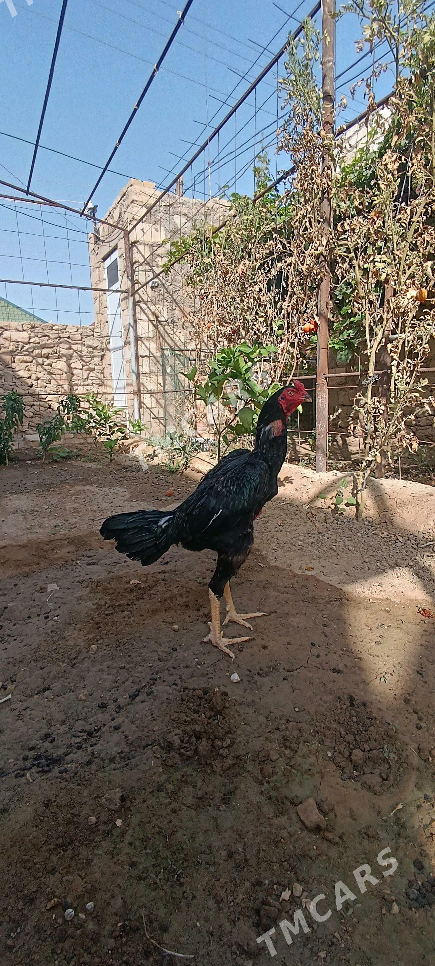 Tasgent horaz - Jebel - img 3