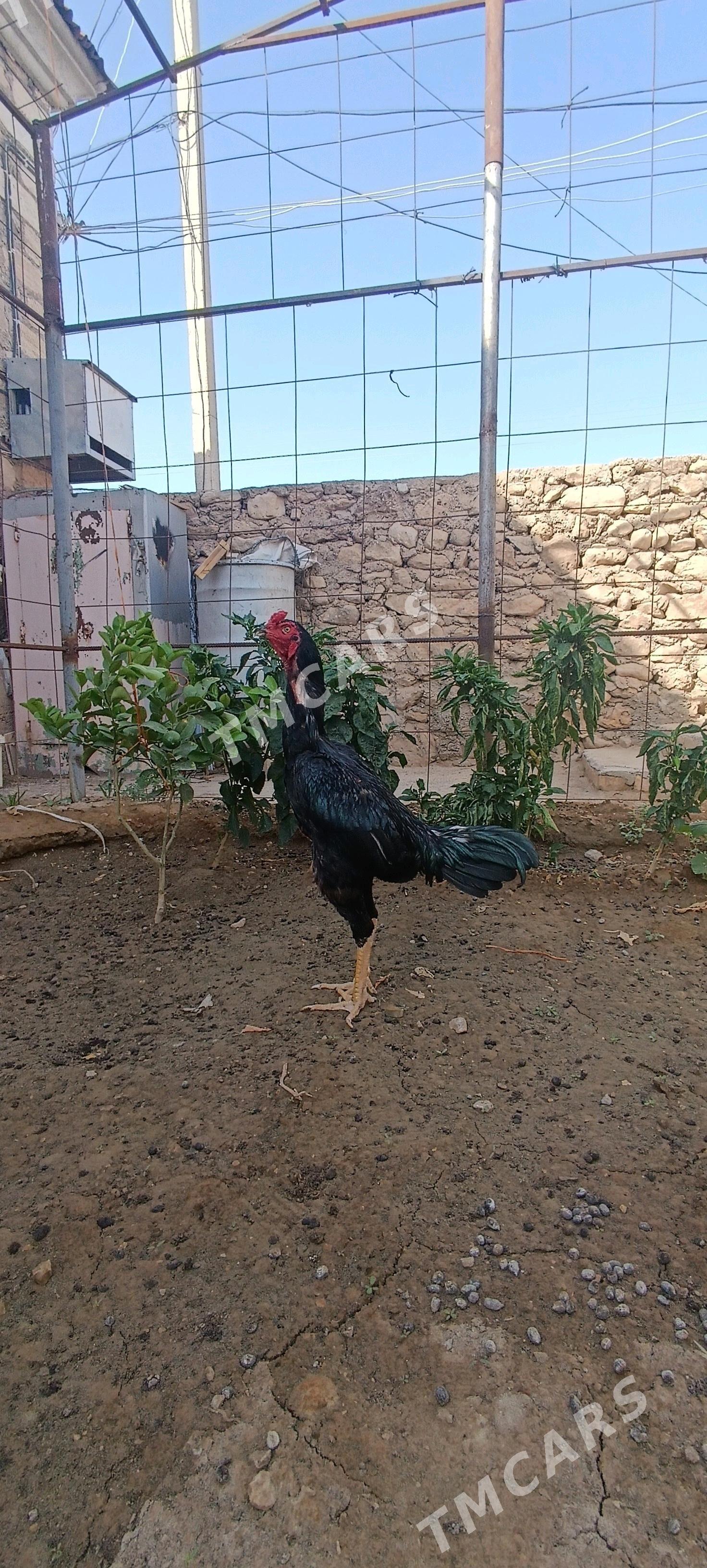 Tasgent horaz - Jebel - img 6