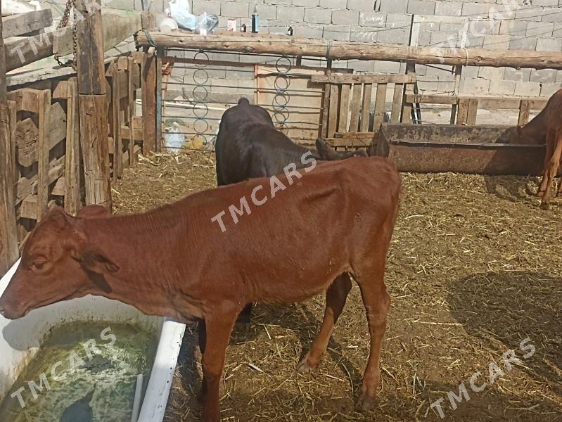 öküzçe tüwe öküz göle - Aşgabat - img 5