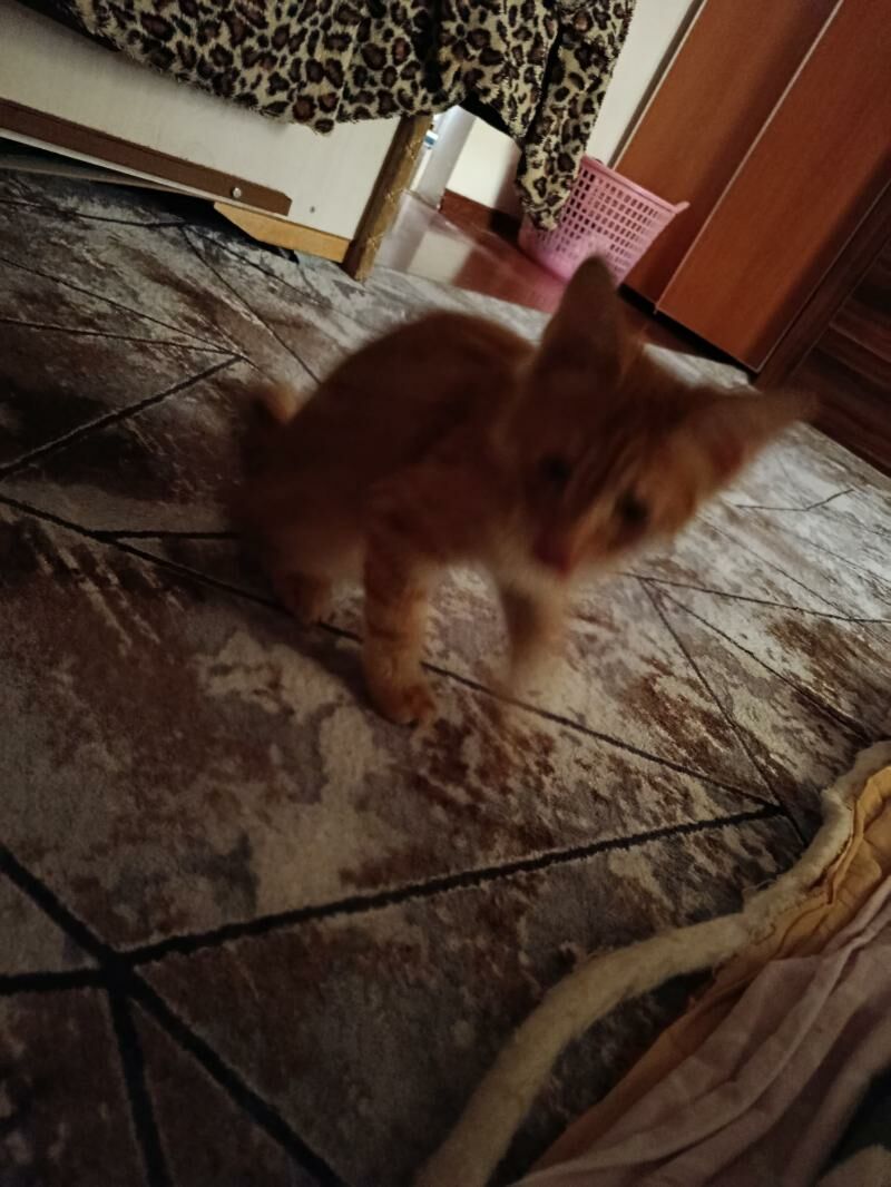 котик в добрые руки срочно - Aşgabat - img 2