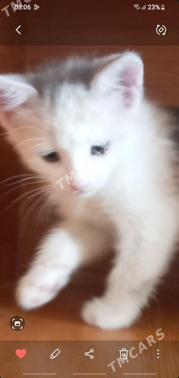 Кошки - Daşoguz - img 2