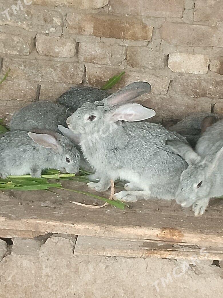 tovşan - Mary - img 1