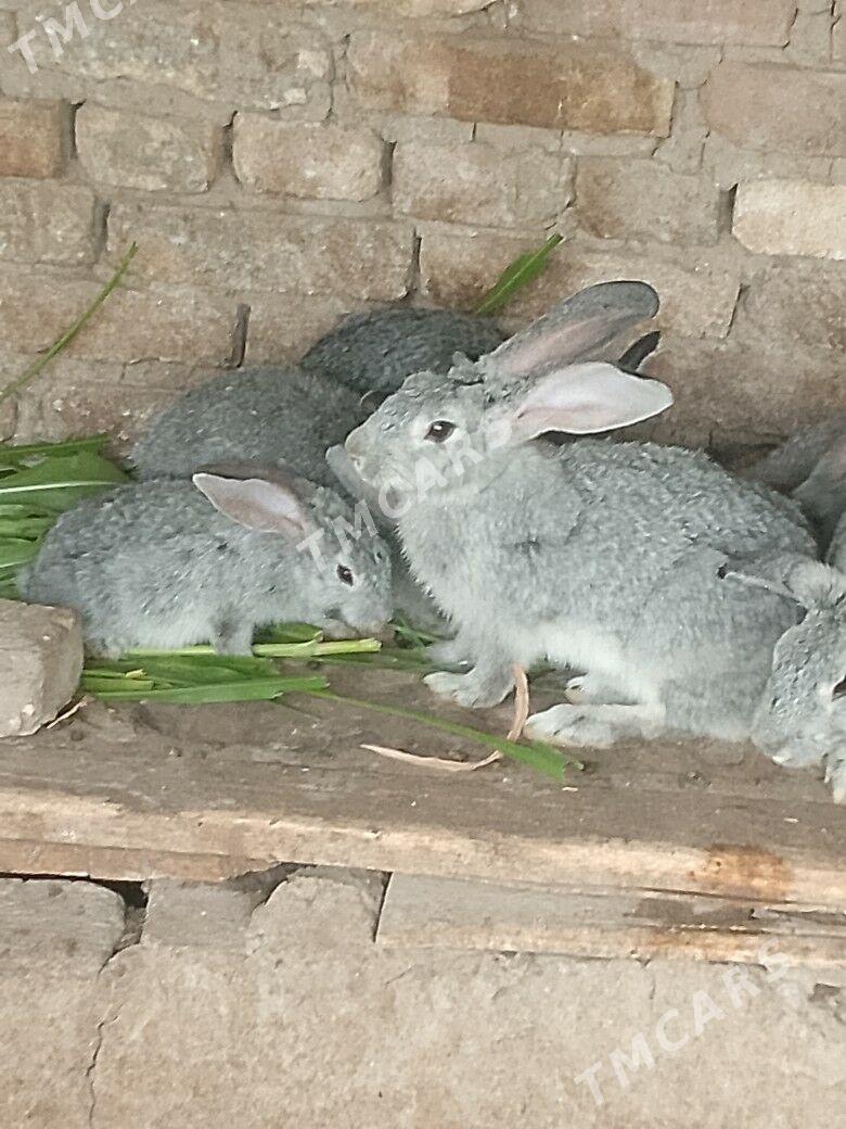 tovşan - Mary - img 2