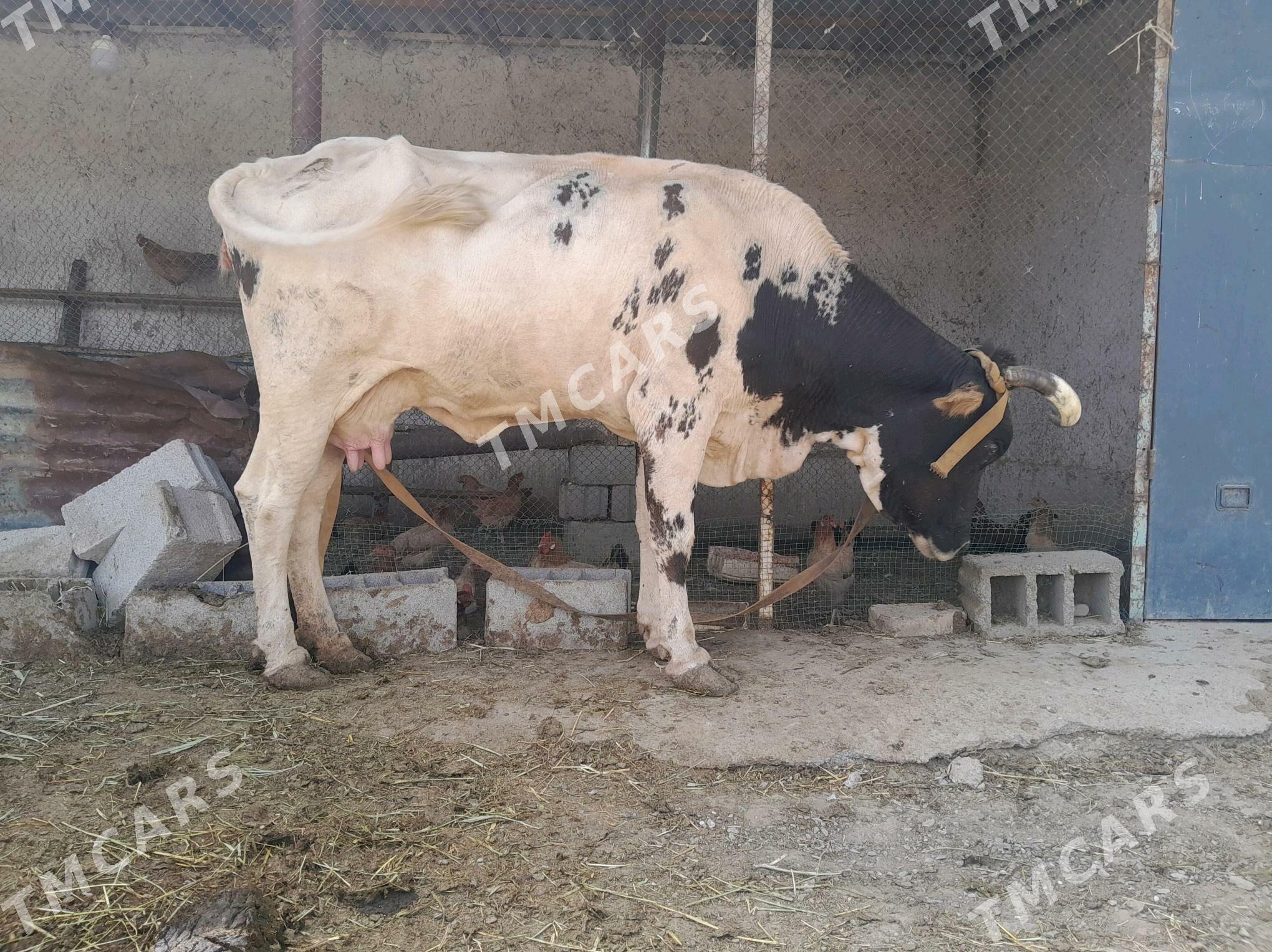 sagylyan sygyr - Bäherden - img 3
