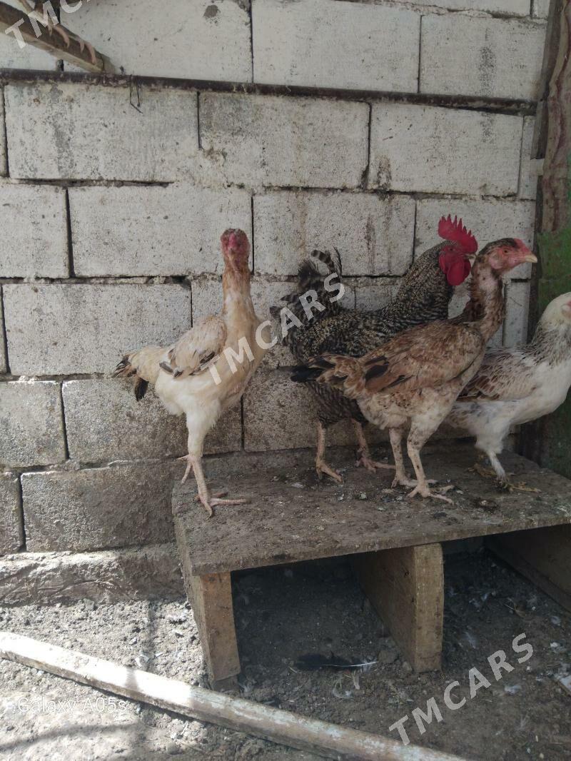 towuk - Çoganly - img 2