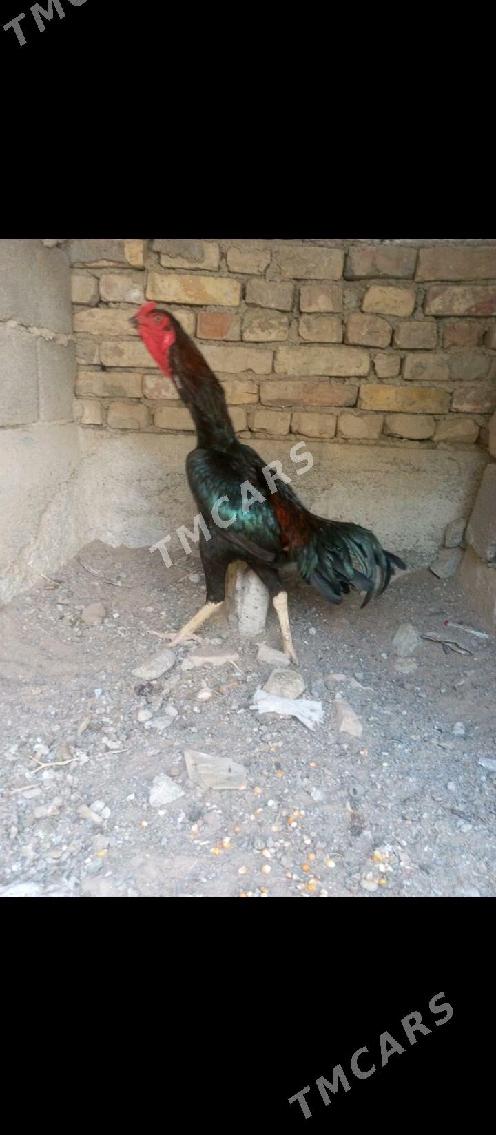 Taşkent horaz - Ашхабад - img 2
