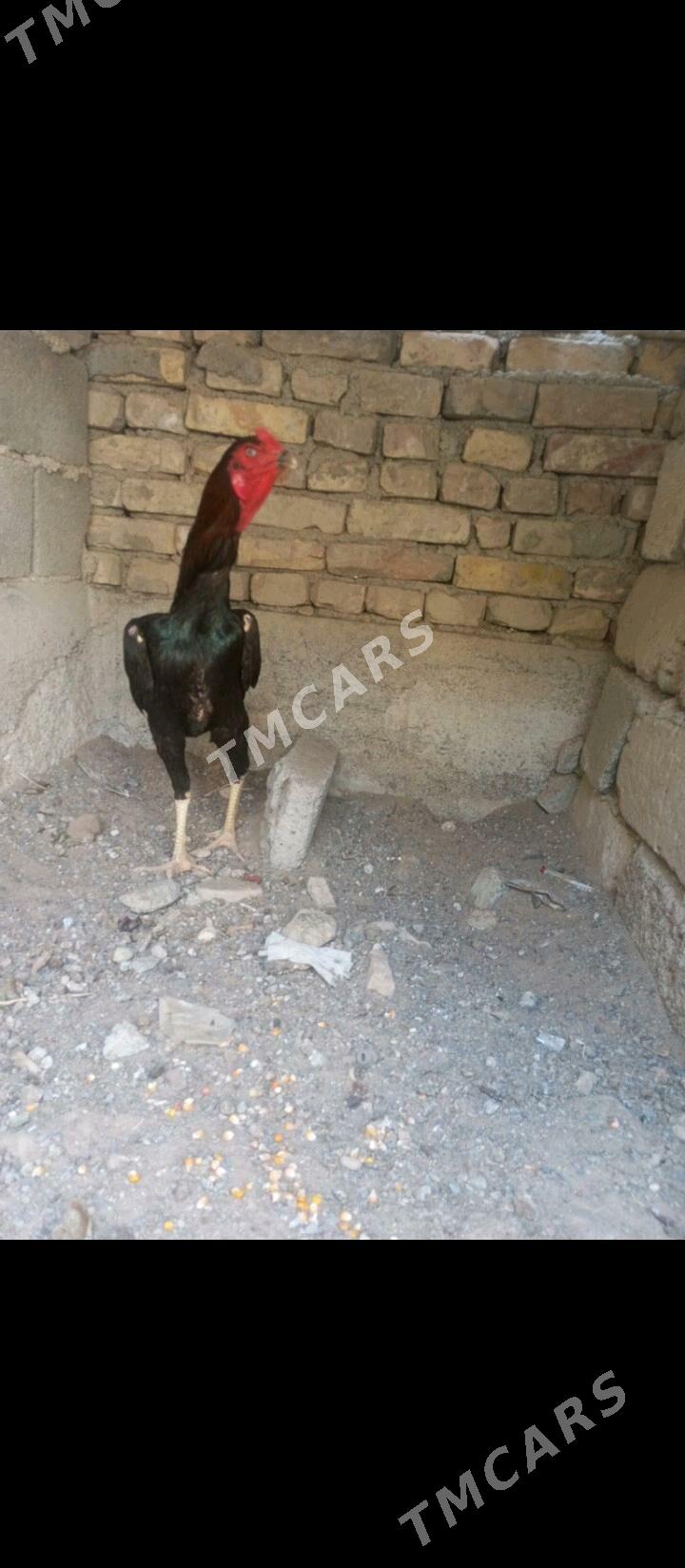 Taşkent horaz - Ашхабад - img 3