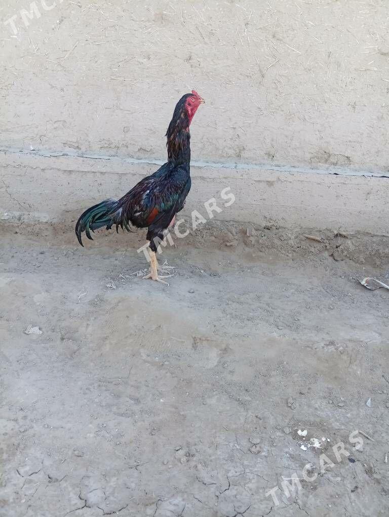 juje - Şabat etr. - img 2