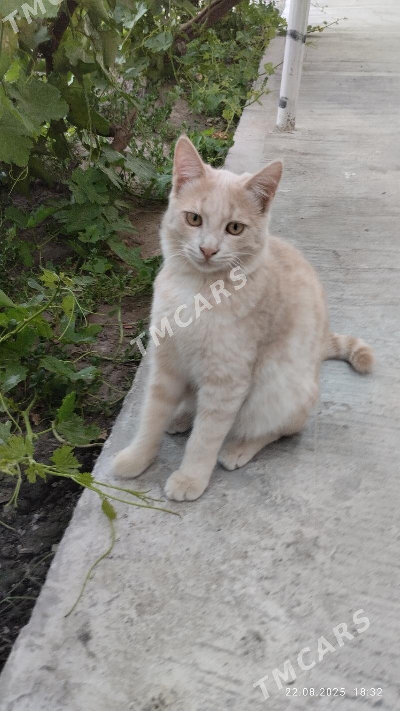КотёнокКотёнок - Туркменабат - img 2