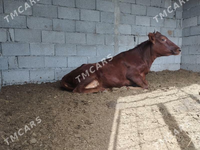 Tüwe - Aşgabat - img 3