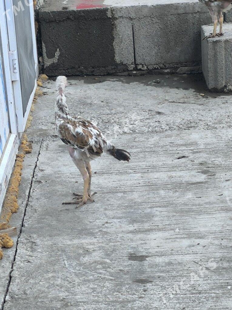 juyje - Daşoguz - img 6