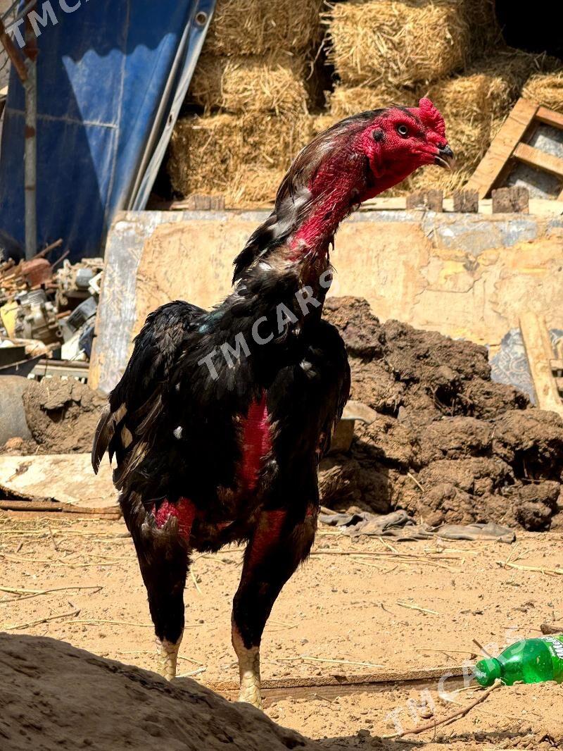 taskent horaz - Çoganly - img 4