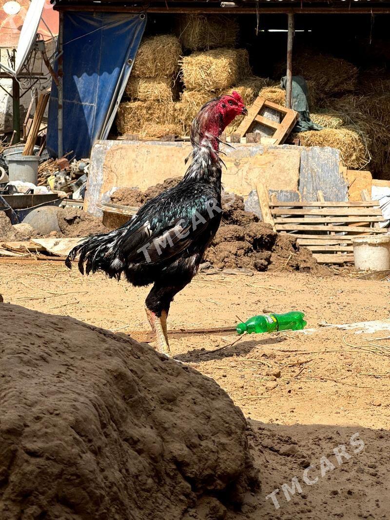 taskent horaz - Çoganly - img 5