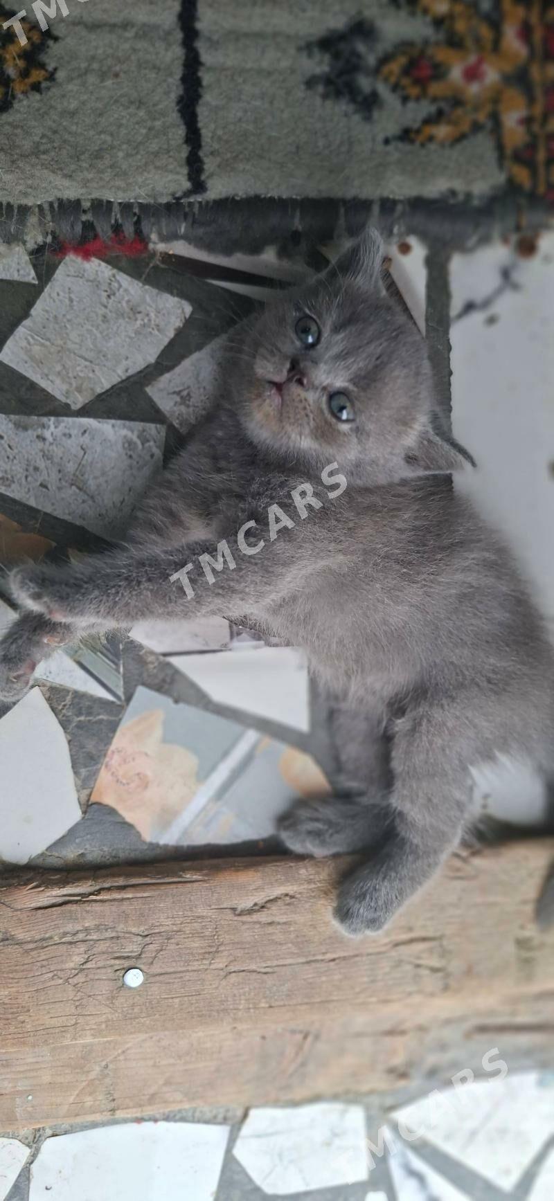 прямоухое котята - Türkmenabat - img 2