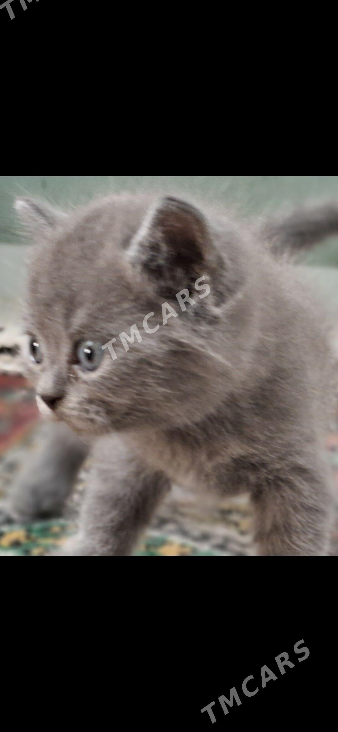 прямоухое котята - Türkmenabat - img 3