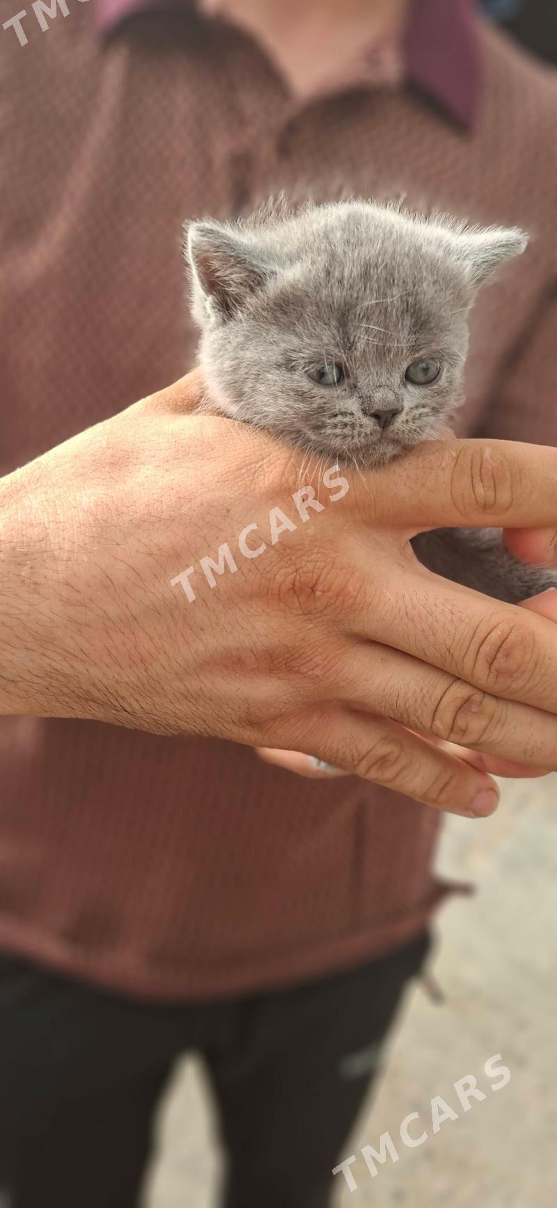 прямоухое котята - Türkmenabat - img 4