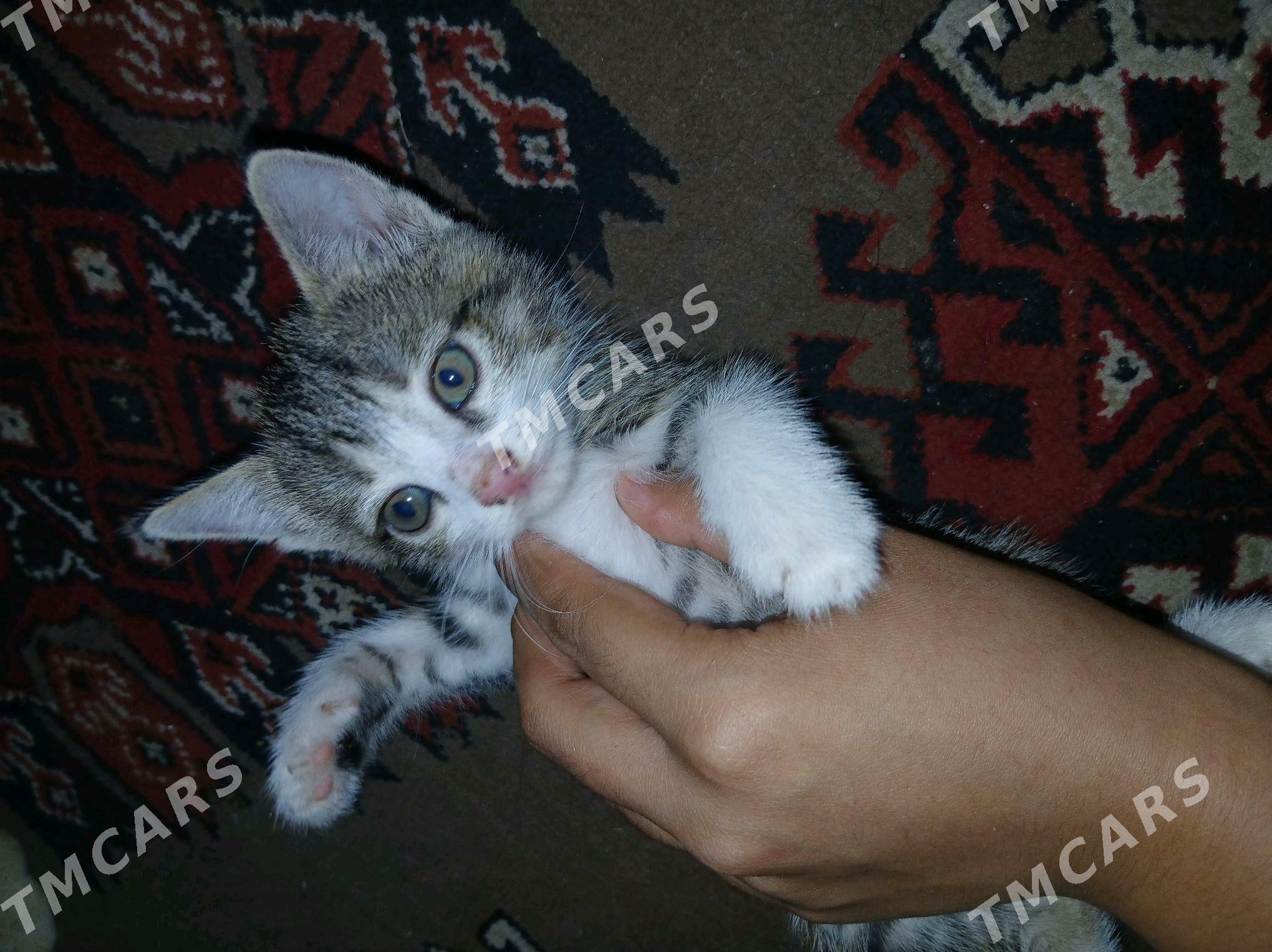 pişikler котята - Çärjew - img 2