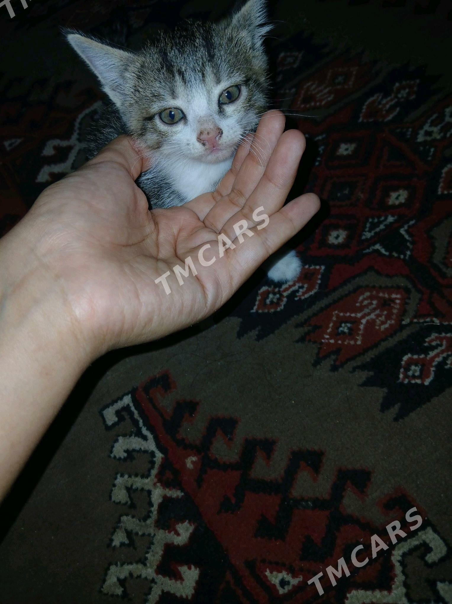 pişikler котята - Çärjew - img 5
