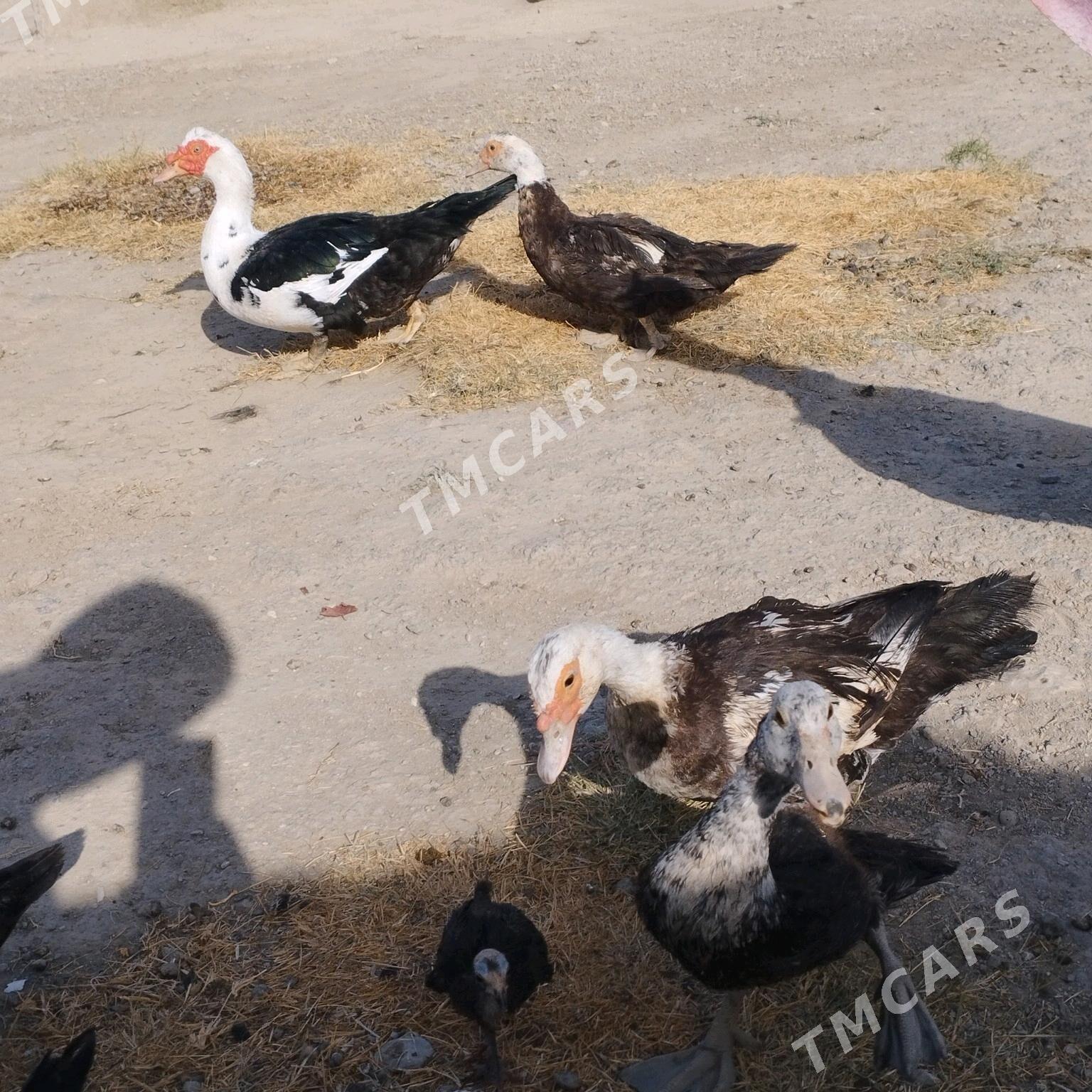 Ördek - Bereket - img 2