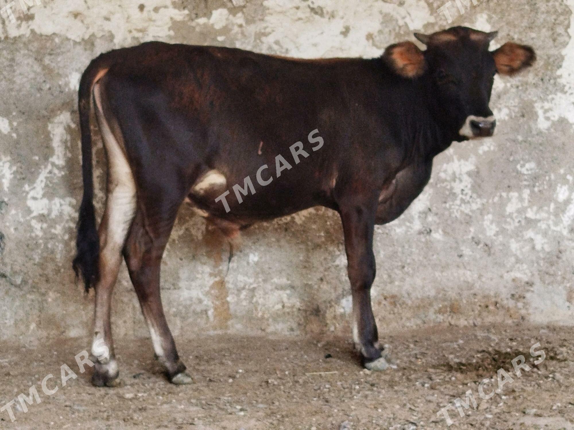 Şwes Öküz - Büzmeýin - img 2
