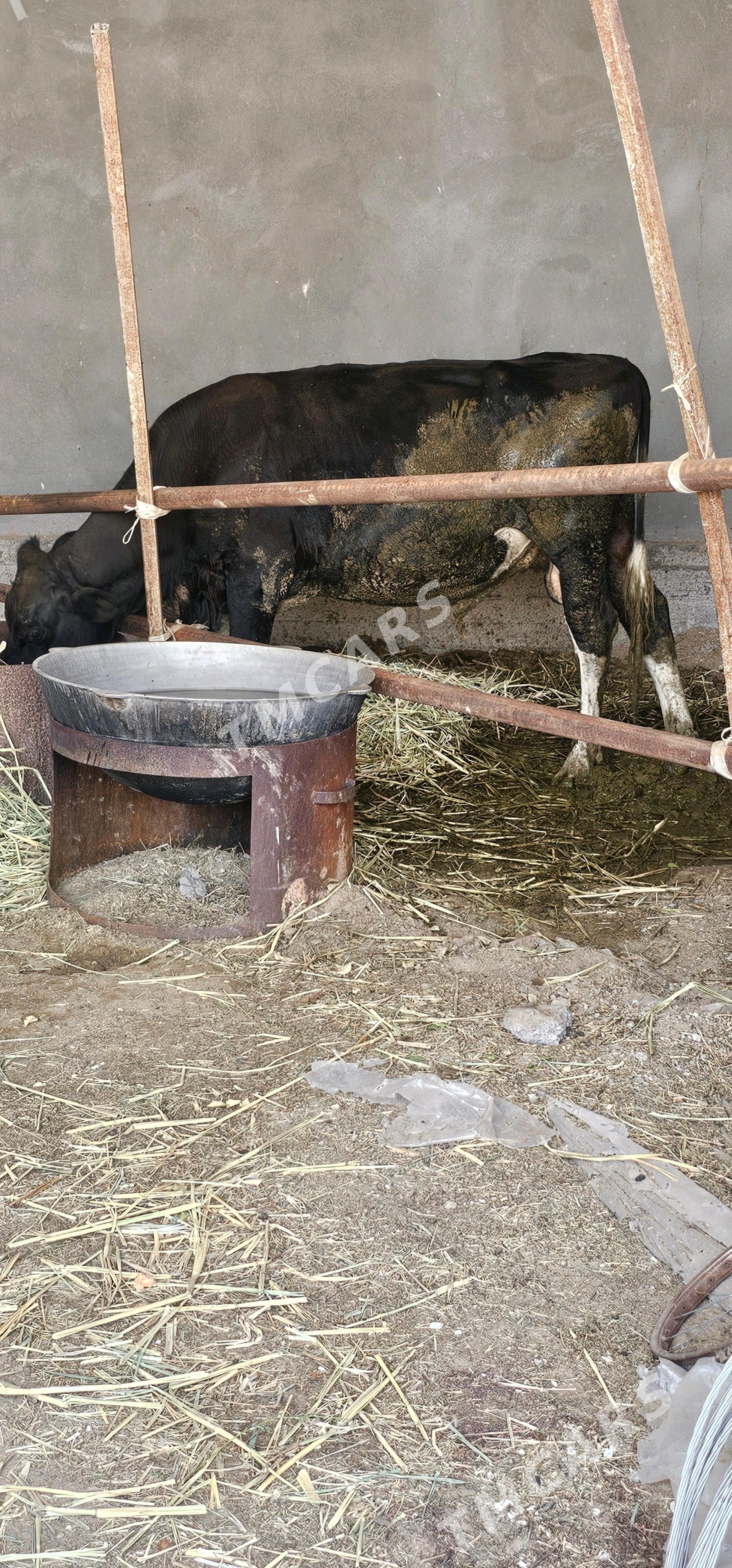 ÖKÜZ - Çoganly - img 3