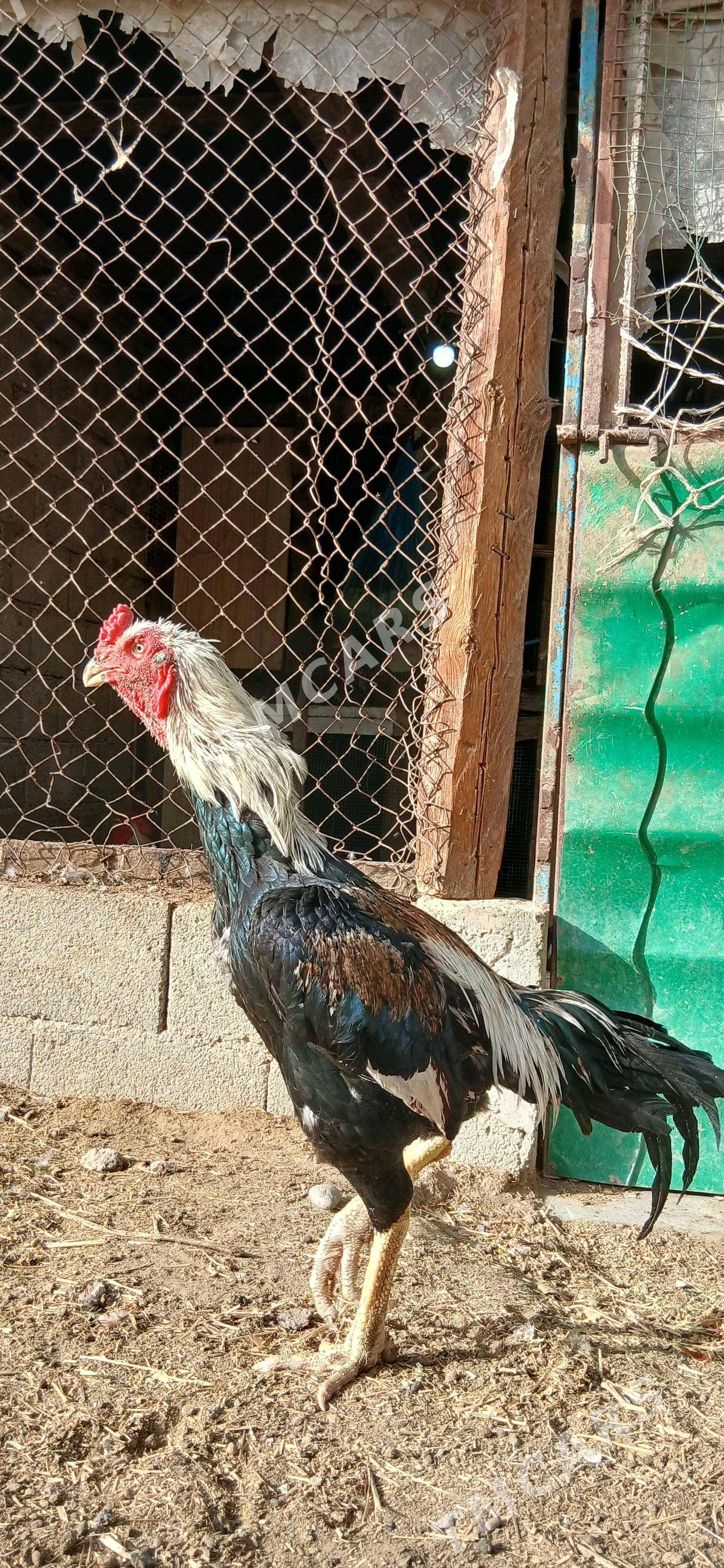 horaz - Köşi - img 2