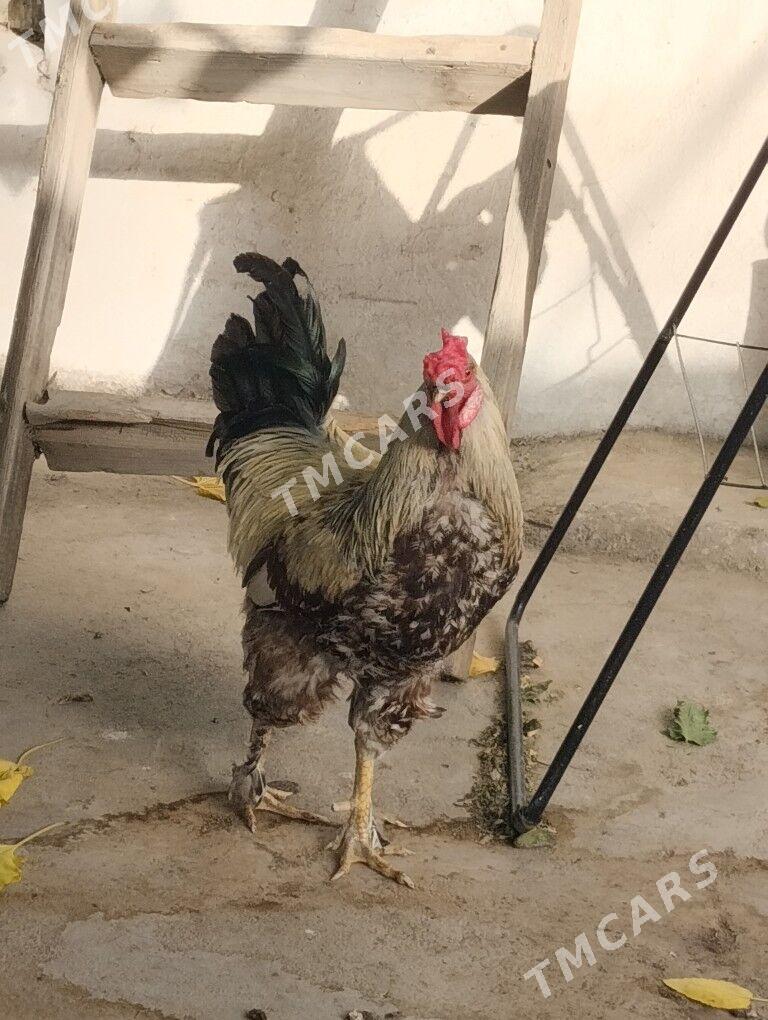 Horoz gegan - Aşgabat - img 2